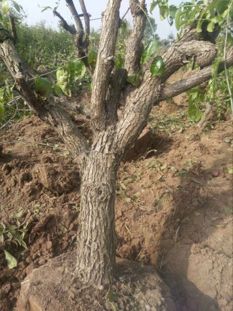 冬枣树12~14cm10~12cm