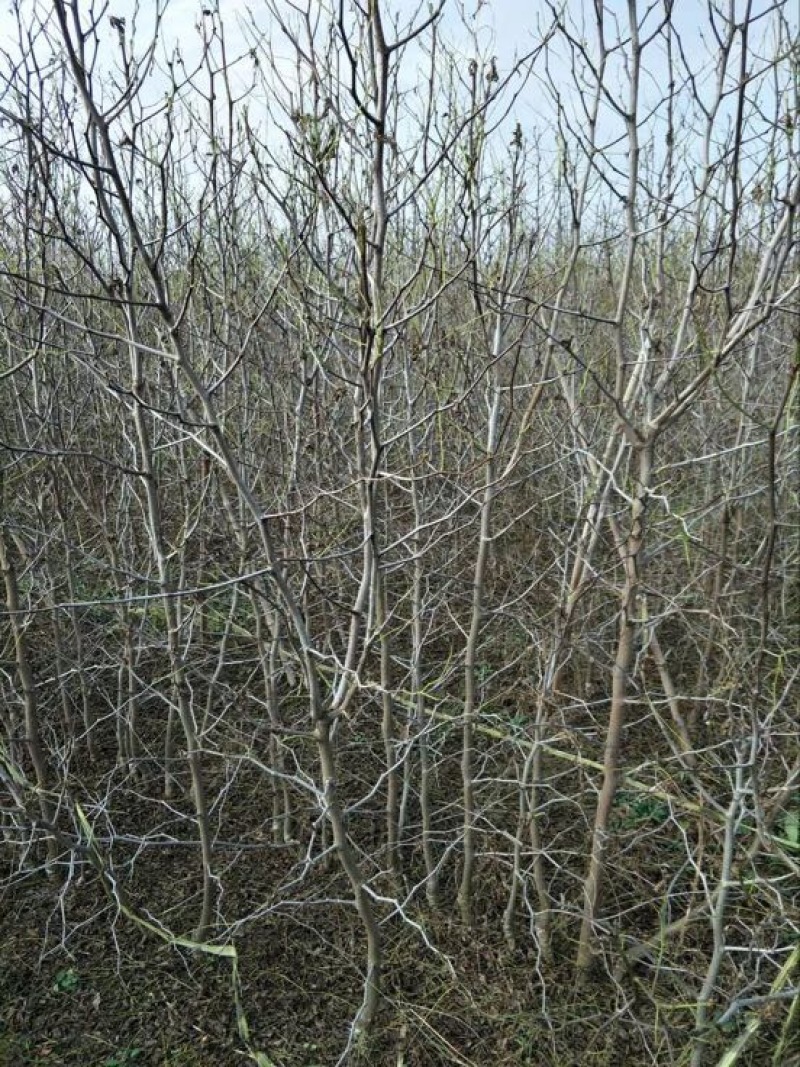 冬枣树12~14cm10~12cm