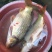 河鲤鱼食用1~2公斤