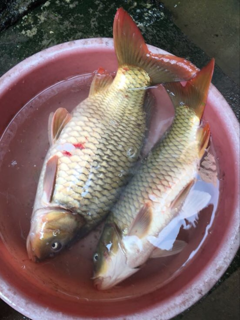 河鲤鱼食用1~2公斤