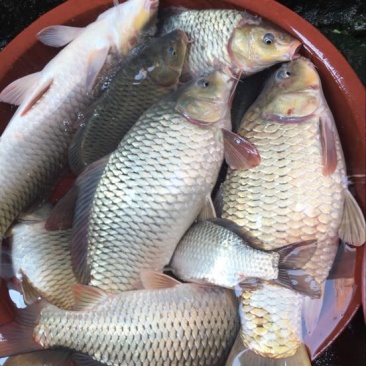 河鲤鱼食用1~2公斤
