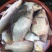 河鲤鱼食用1~2公斤