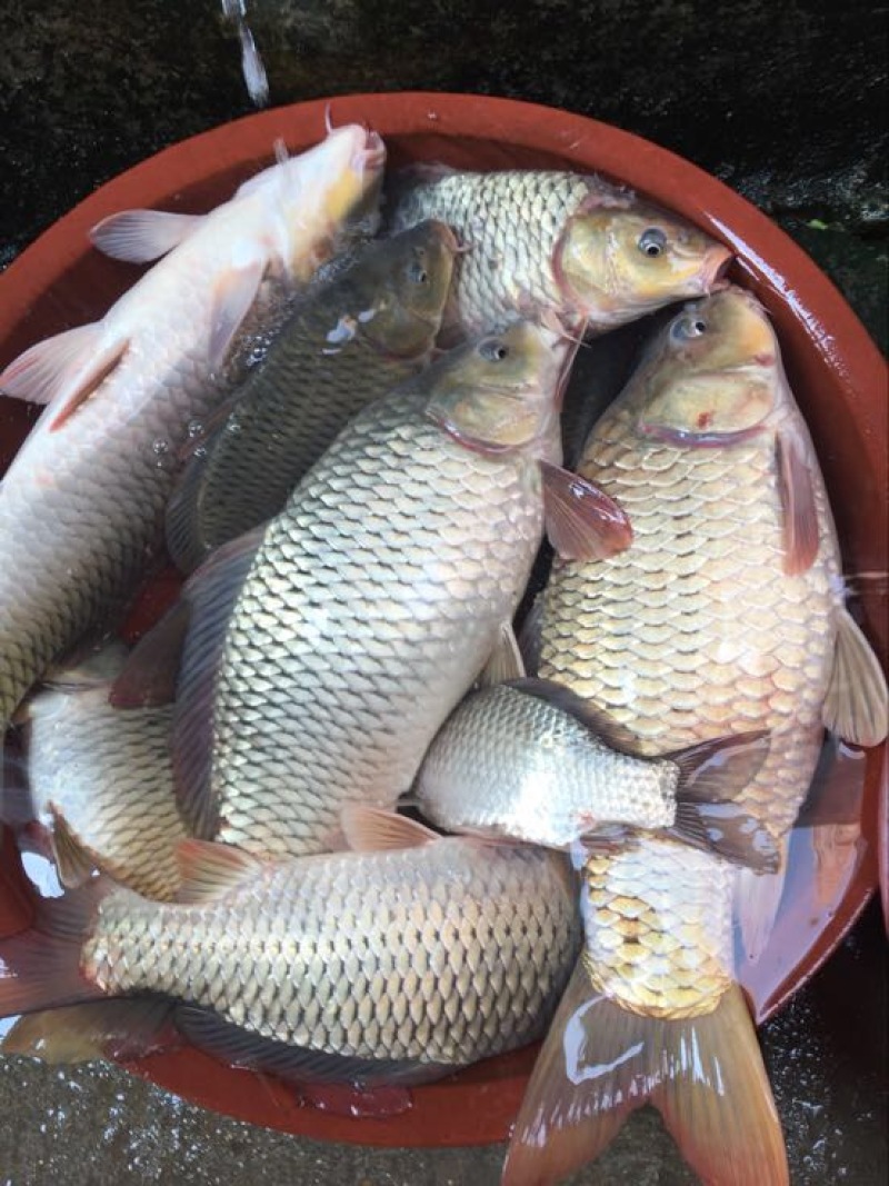 河鲤鱼食用1~2公斤