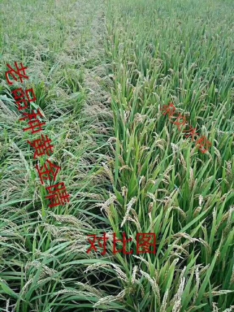 原阳大米特级