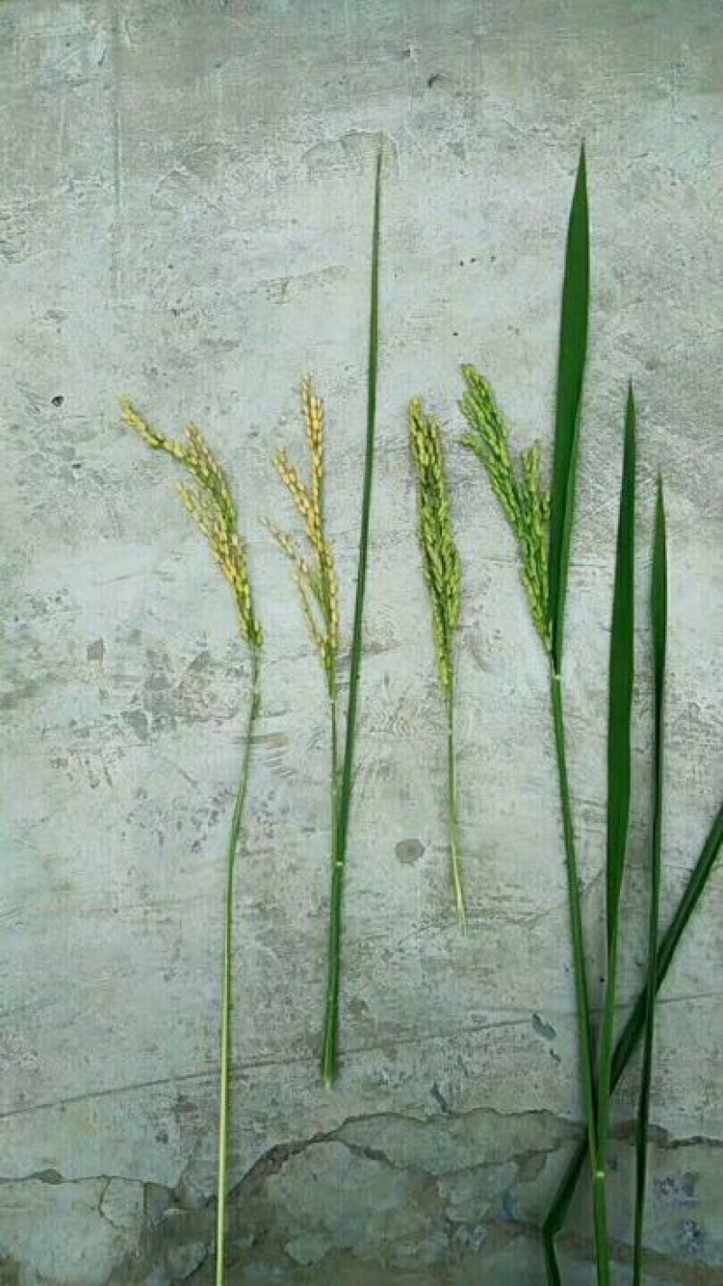原阳大米特级
