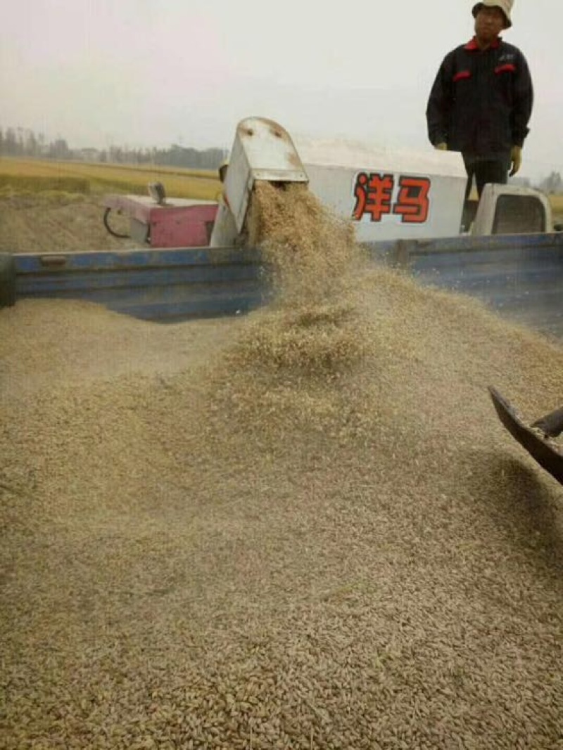 原阳大米特级