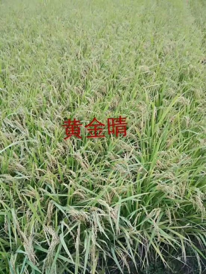 原阳大米特级