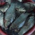 河鲤鱼食用3公斤以上