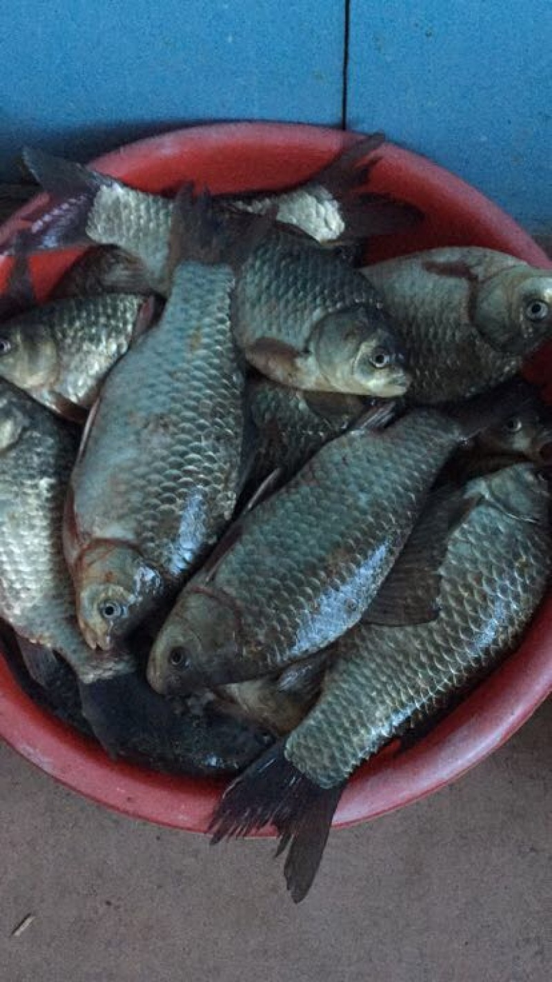 河鲤鱼食用3公斤以上