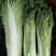大白菜4~6斤净菜