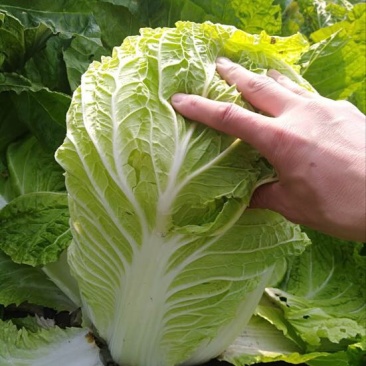 大白菜4~6斤净菜