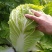 大白菜4~6斤净菜