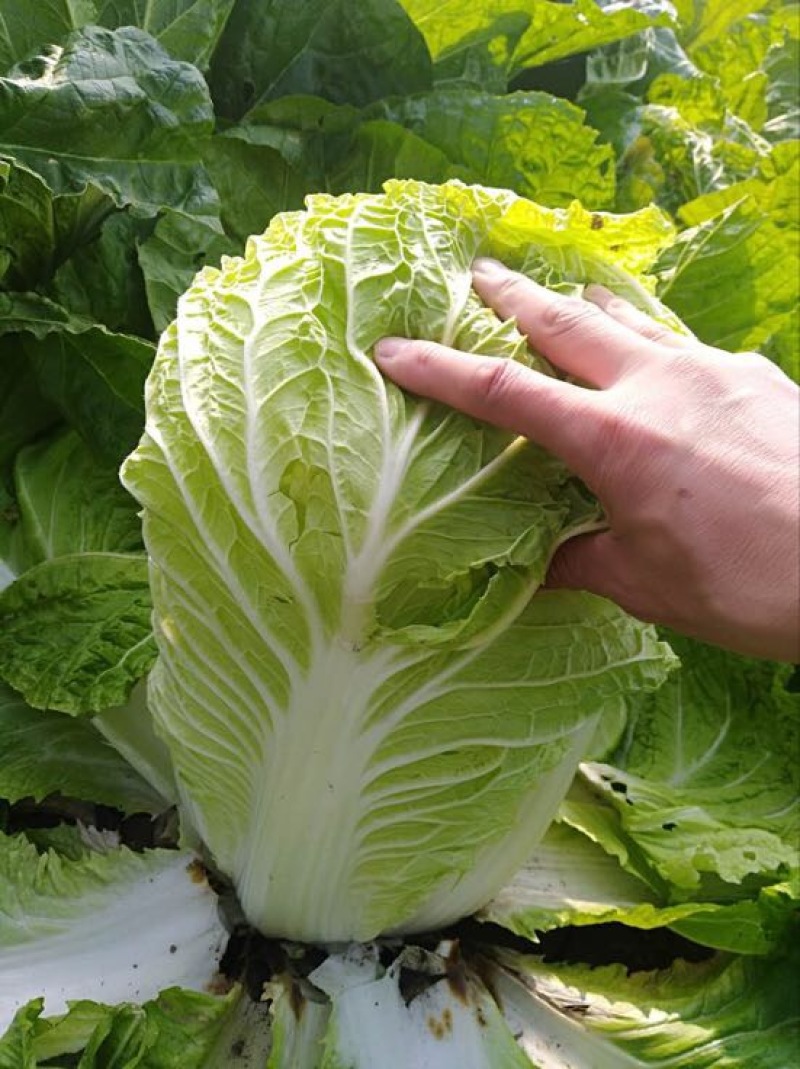 大白菜4~6斤净菜