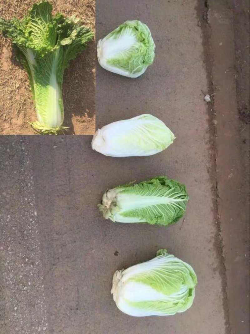 大白菜4~6斤净菜