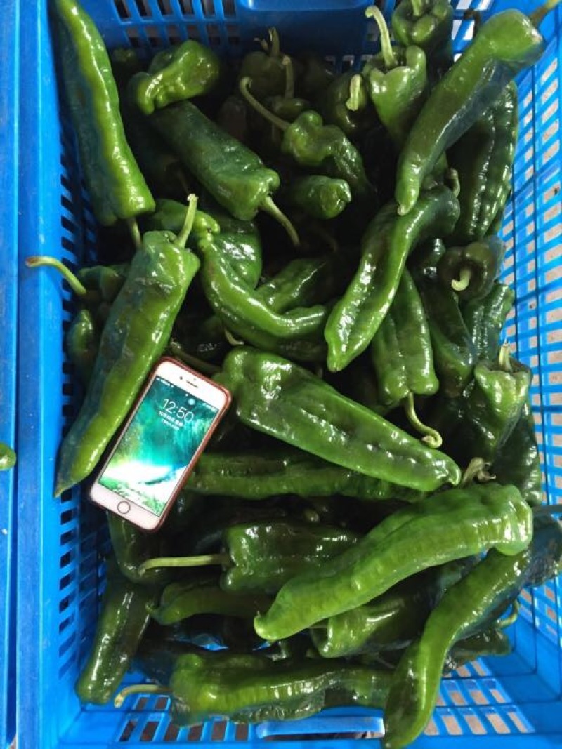 东台青椒辣椒精品青椒物美价廉大量供应