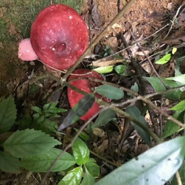 青头菌0.01%1%一级5~8cm