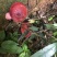 青头菌0.01%1%一级5~8cm