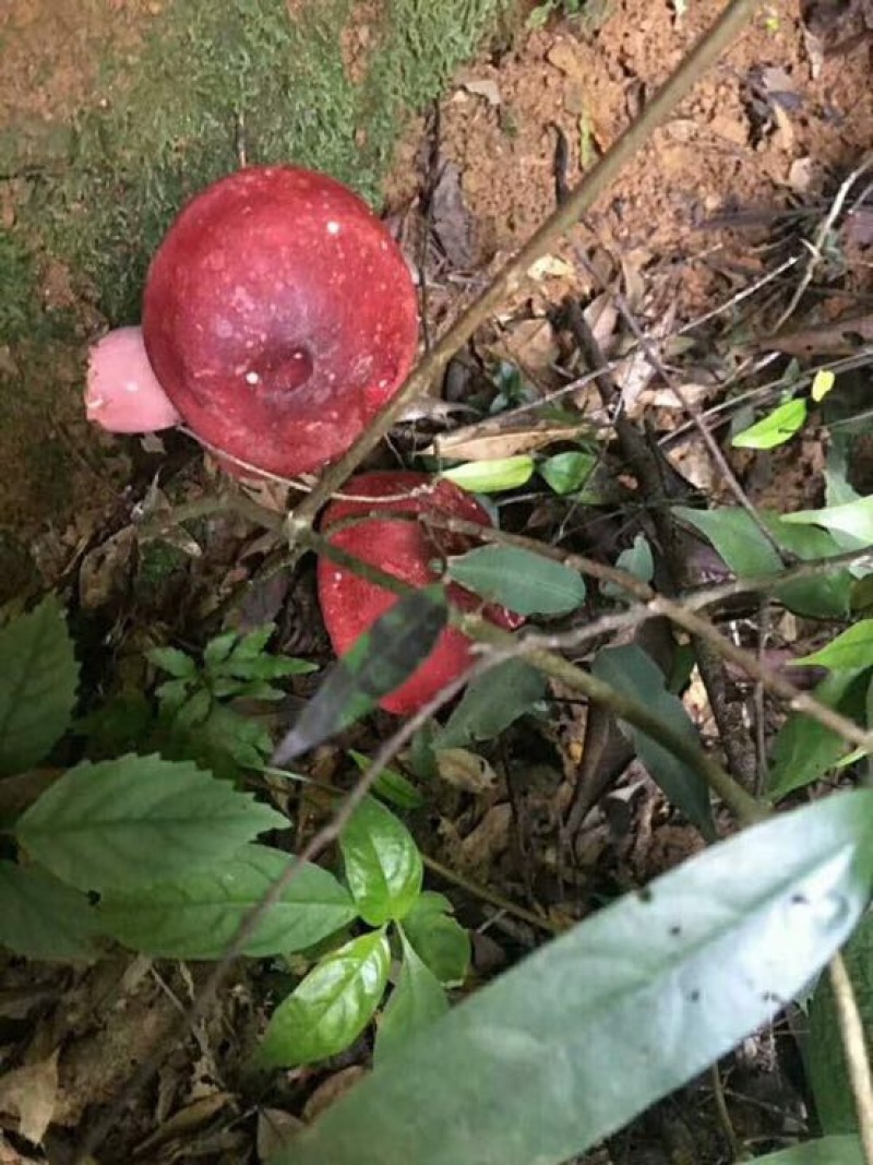 青头菌0.01%1%一级5~8cm