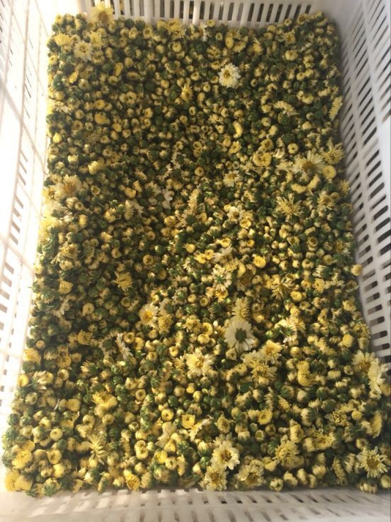 药用菊花散装