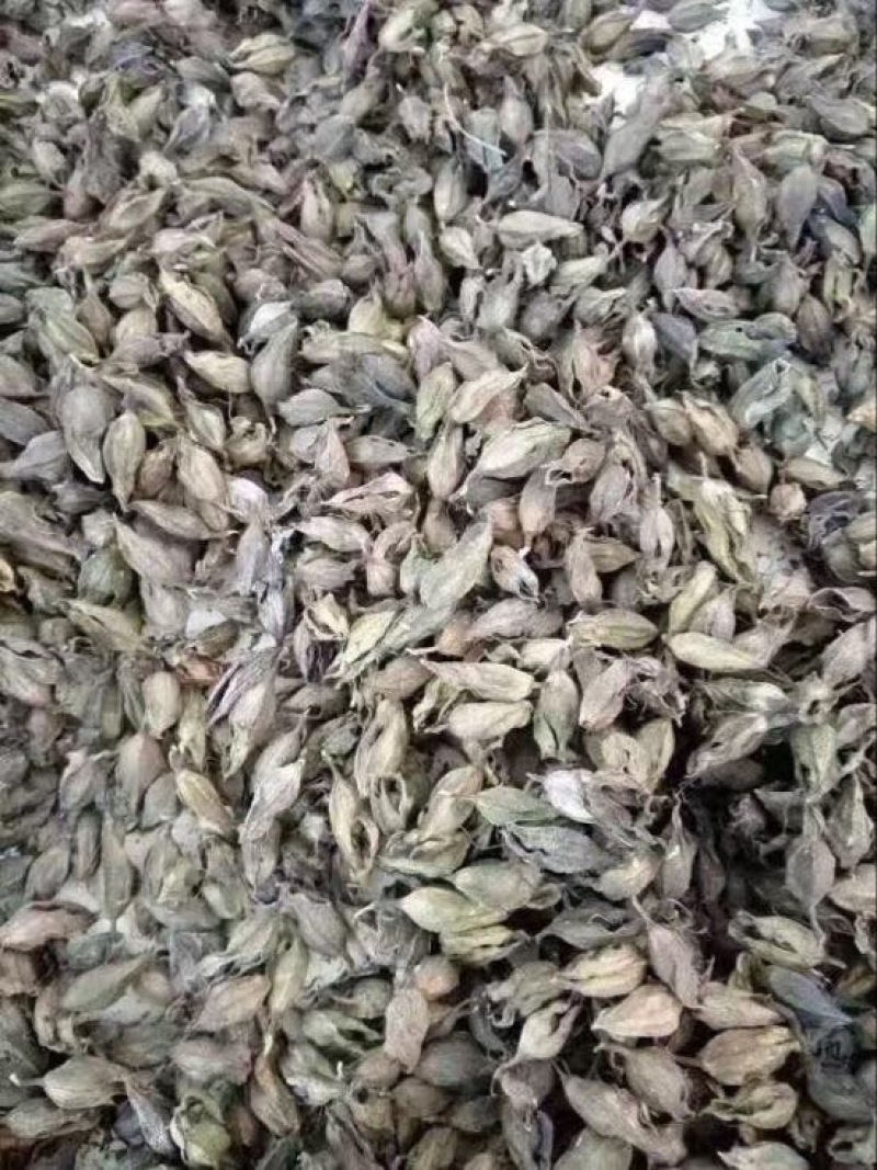 野蚕豆干货
