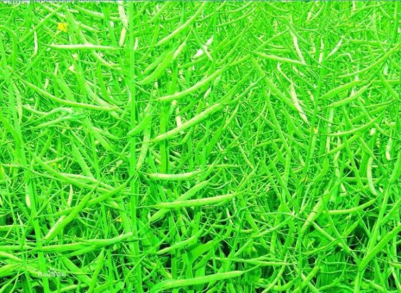 油菜籽2级