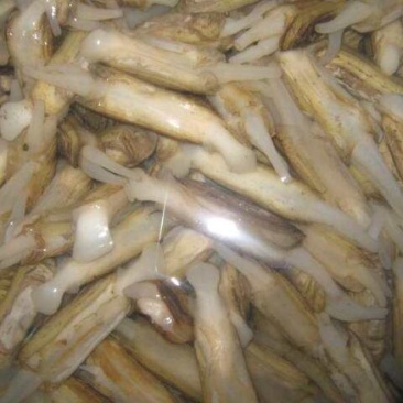 海蛏食用