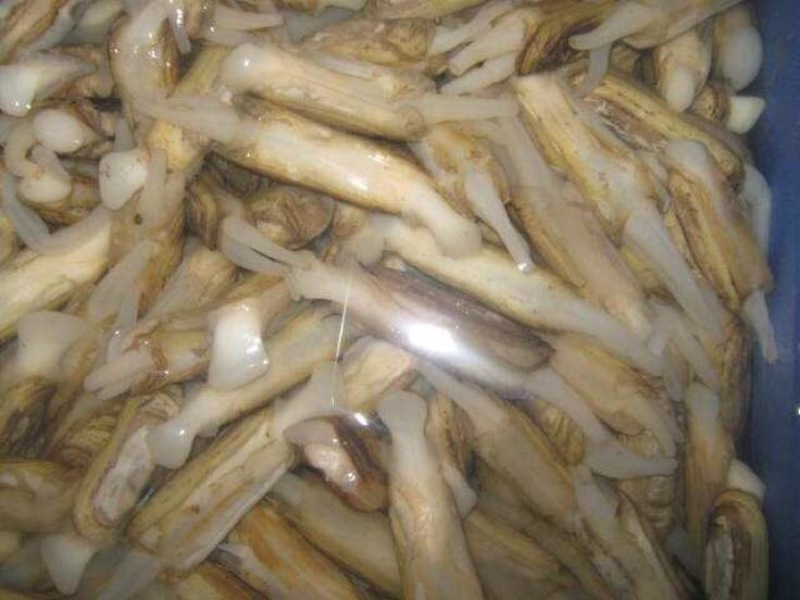 海蛏食用