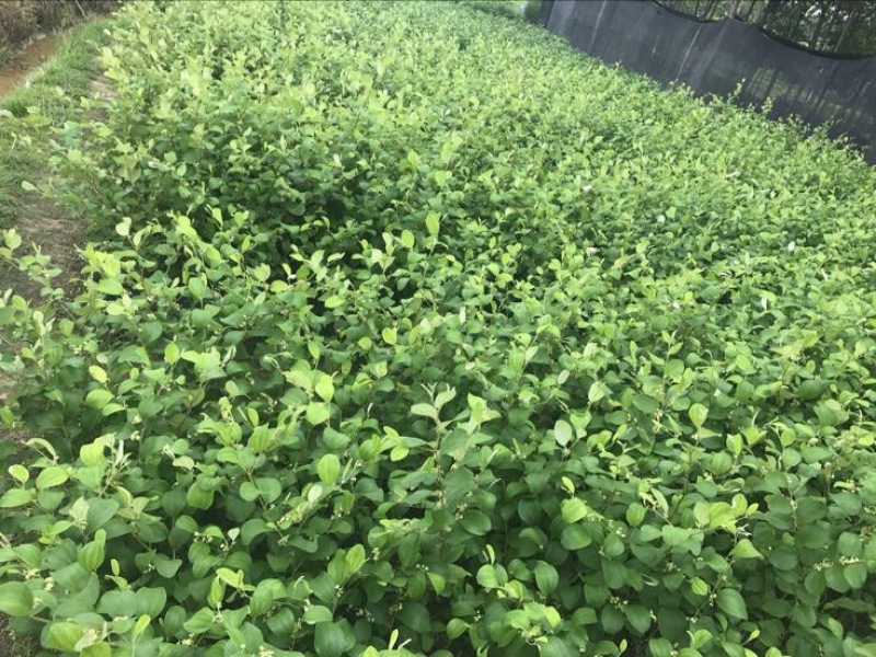 青枣苗30~50cm杯苗裸根苗果苗
