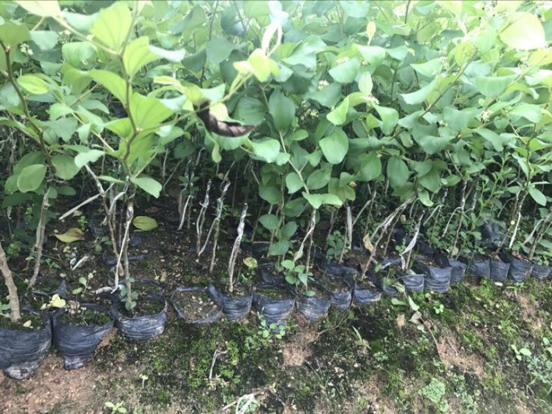 青枣苗30~50cm杯苗裸根苗果苗