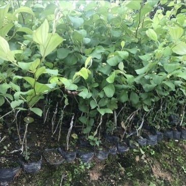 青枣苗30~50cm杯苗裸根苗果苗