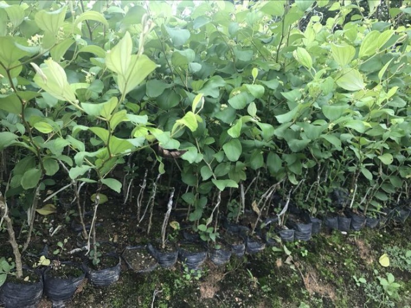 青枣苗30~50cm杯苗裸根苗果苗