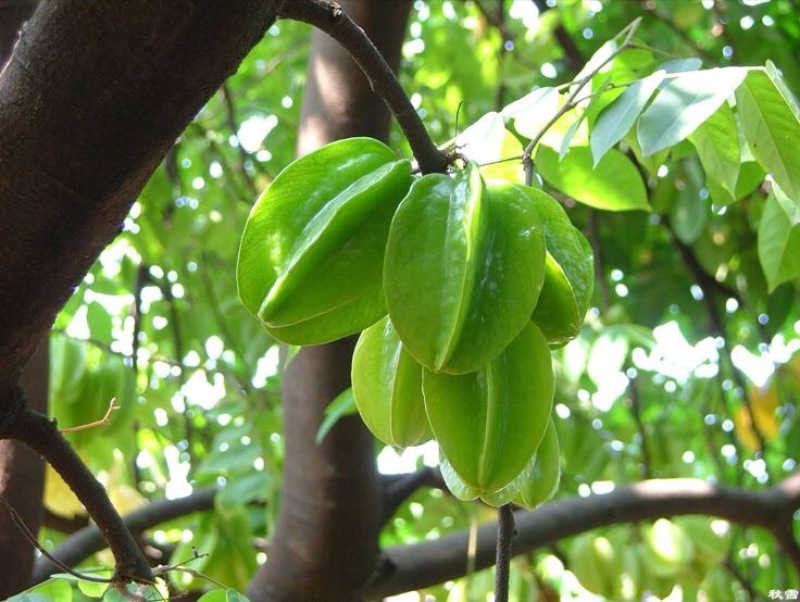 杨桃苗五星果30-60CM