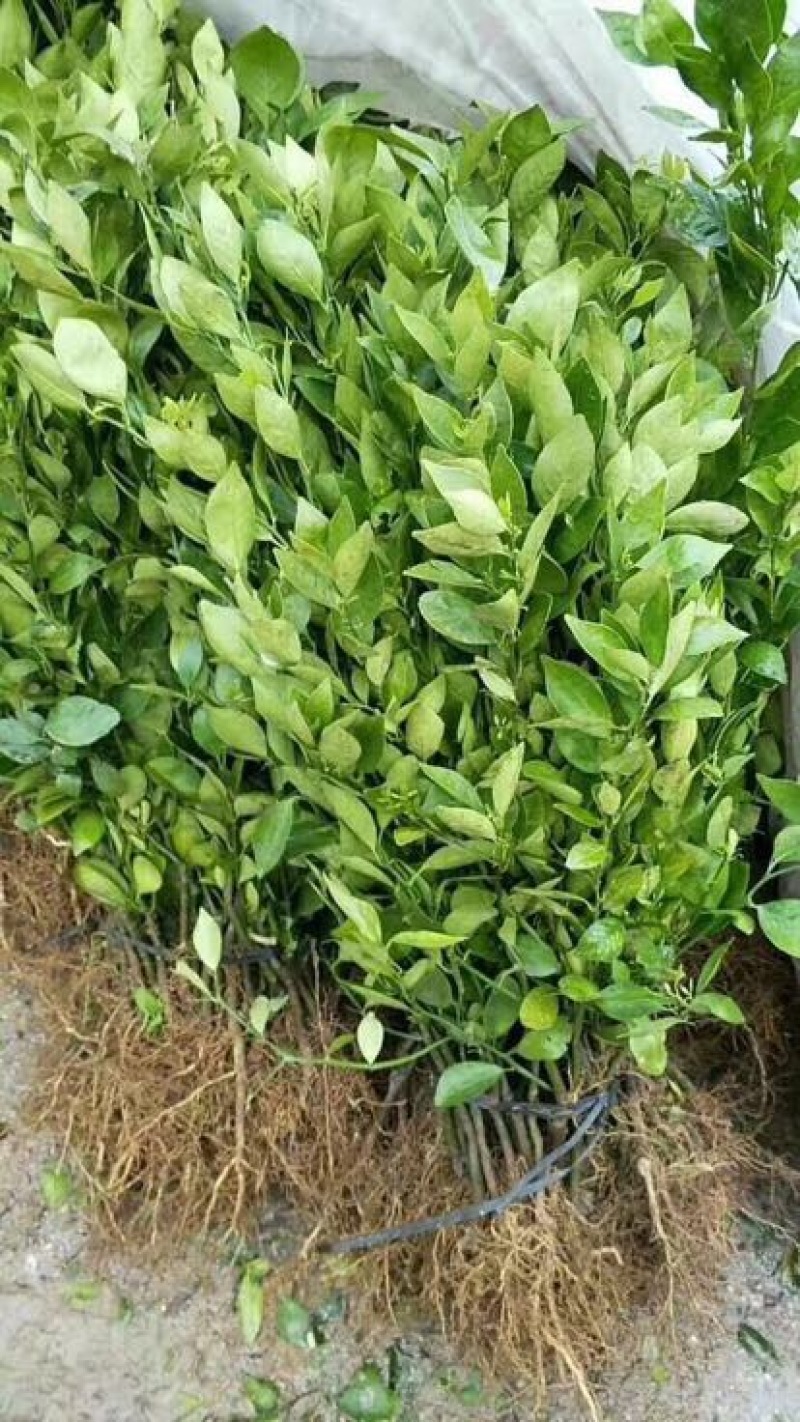 皇帝柑苗30~50cm贡柑裸根苗果苗