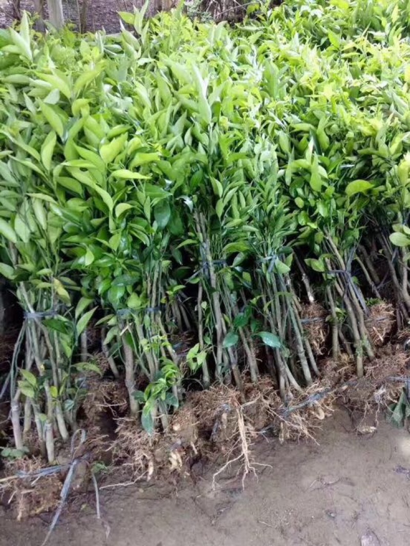 皇帝柑苗30~50cm贡柑裸根苗果苗