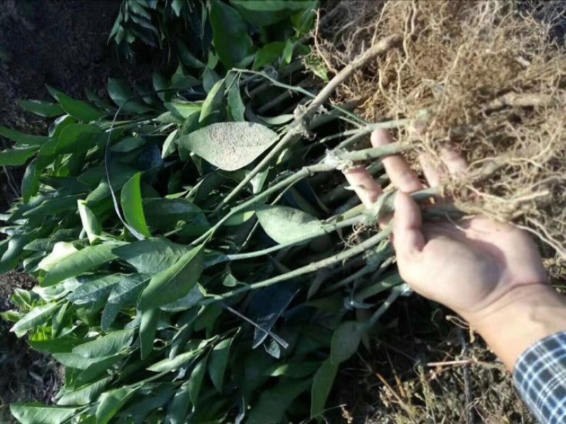 沃柑苗30~50cm杯苗裸根苗无核沃柑
