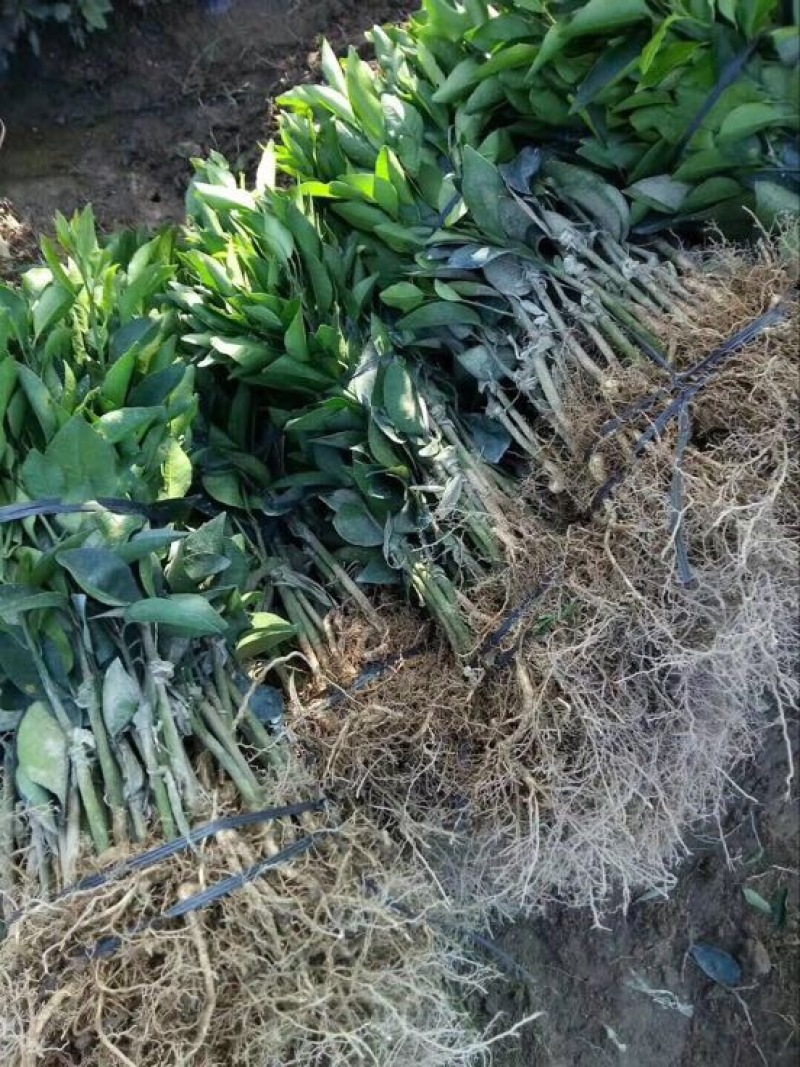沃柑苗30~50cm杯苗裸根苗无核沃柑