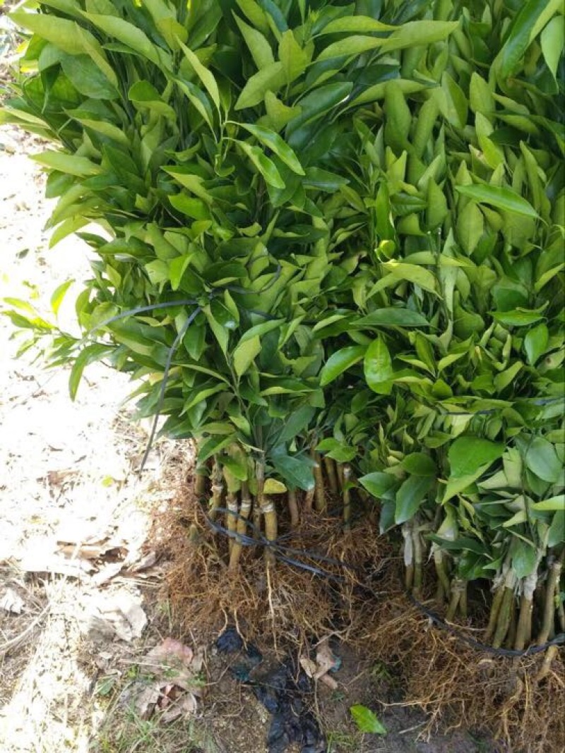 沃柑苗30~50cm杯苗裸根苗无核沃柑