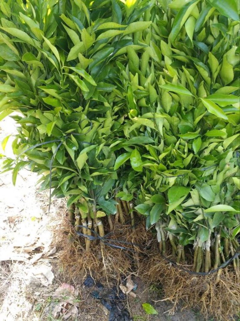 沃柑苗30~50cm杯苗裸根苗无核沃柑