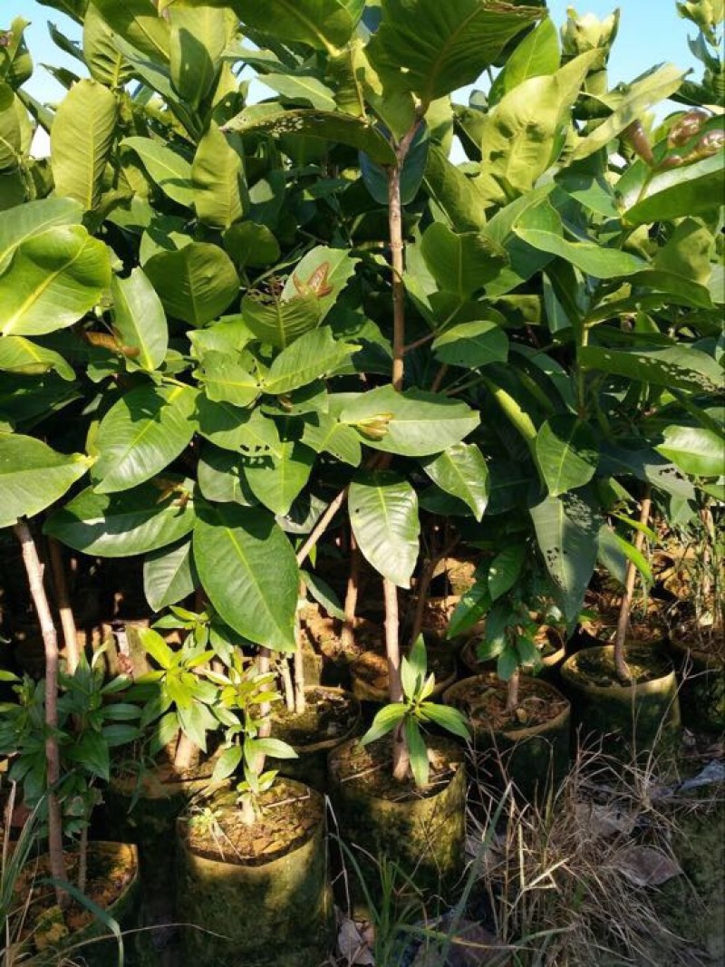 黑金刚莲雾苗热带水果苗黑珍珠莲雾无花果
