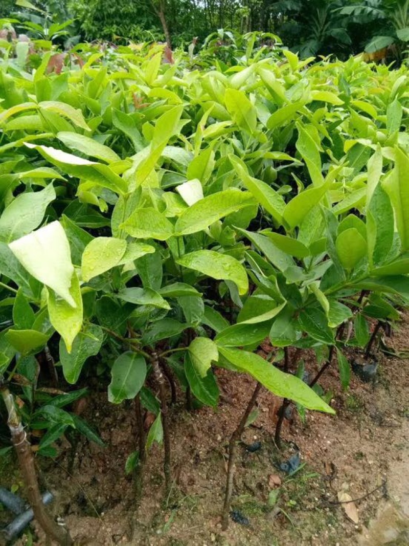黑金刚莲雾苗热带水果苗黑珍珠莲雾无花果