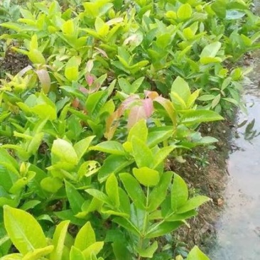 黑金刚莲雾苗热带水果苗黑珍珠莲雾无花果