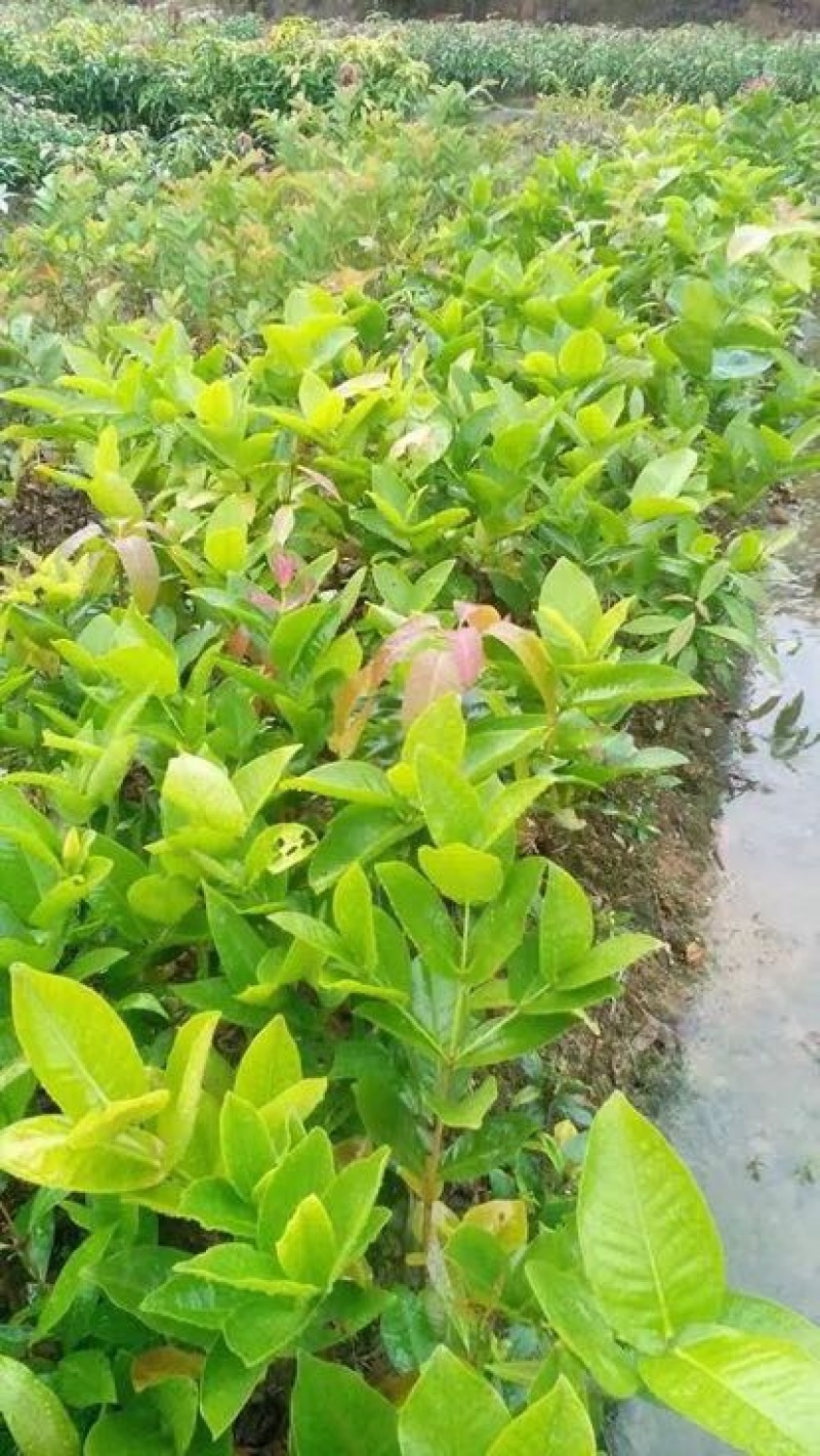黑金刚莲雾苗热带水果苗黑珍珠莲雾无花果