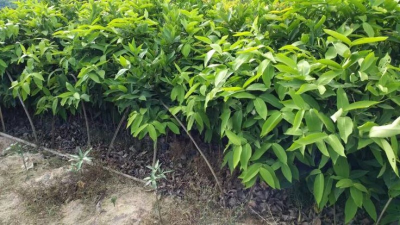 黑金刚莲雾苗热带水果苗黑珍珠莲雾无花果