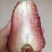黑金刚莲雾苗热带水果苗黑珍珠莲雾无花果