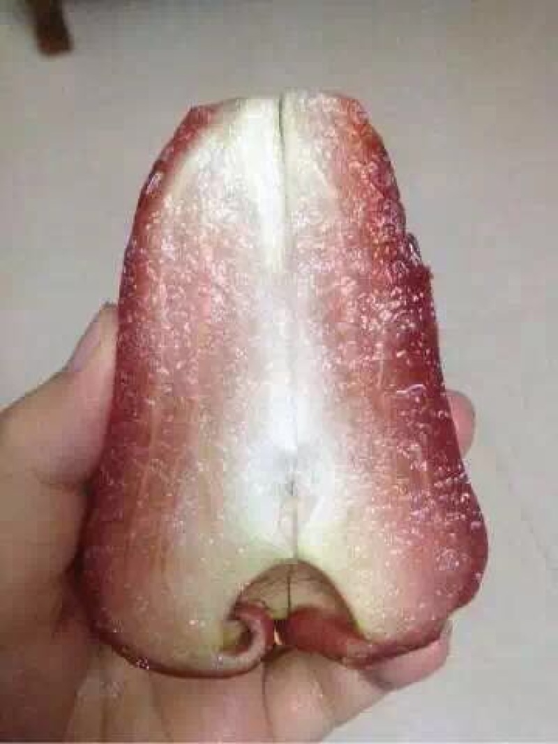 黑金刚莲雾苗热带水果苗黑珍珠莲雾无花果