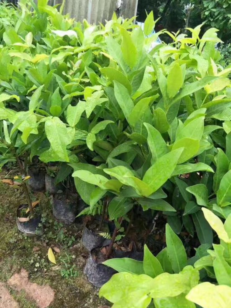 黑金刚莲雾苗热带水果苗黑珍珠莲雾无花果