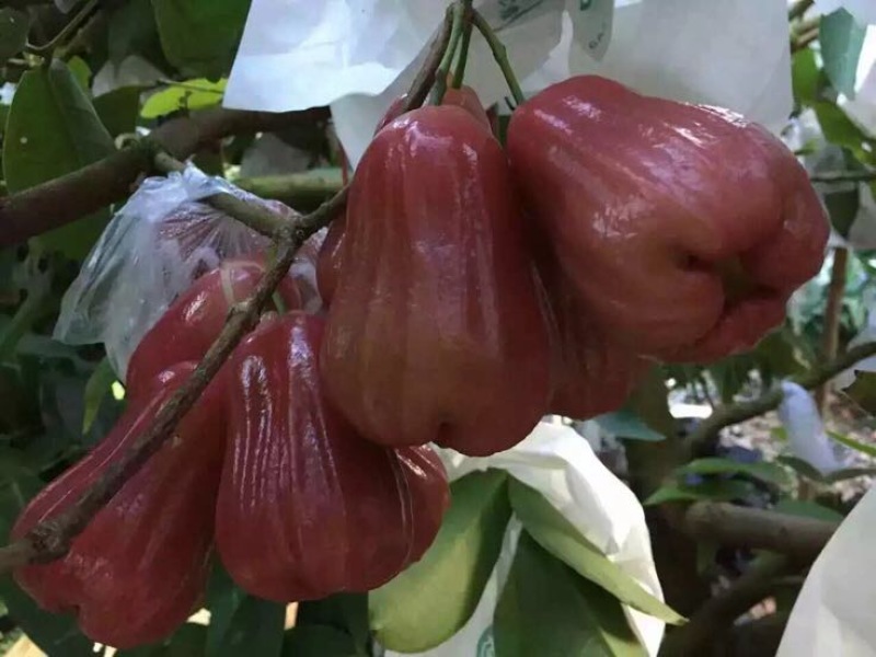 黑金刚莲雾苗热带水果苗黑珍珠莲雾无花果