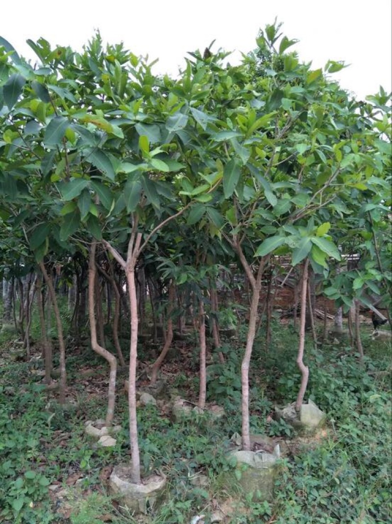 黑金刚莲雾苗热带水果苗黑珍珠莲雾无花果