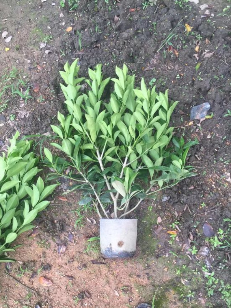 非洲茉莉袋苗30×30