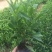 非洲茉莉袋苗30×30